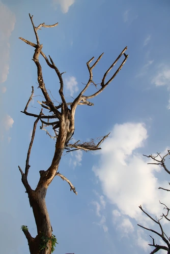 Dead and hanging branches.