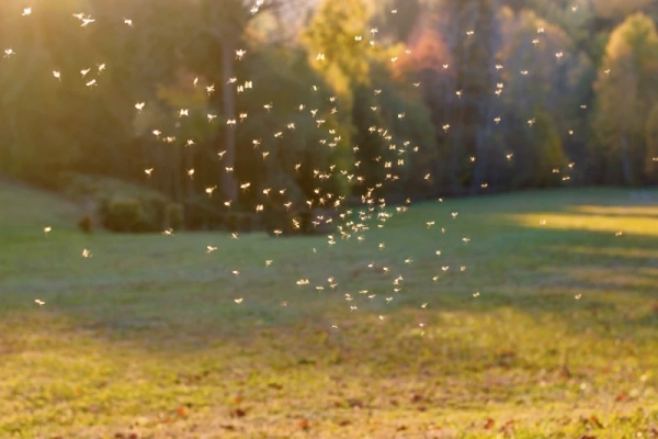 Swarm of mosquitos outside in sunlight/