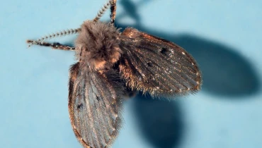 n extreme close-up of a drain fly on the wall of a home.