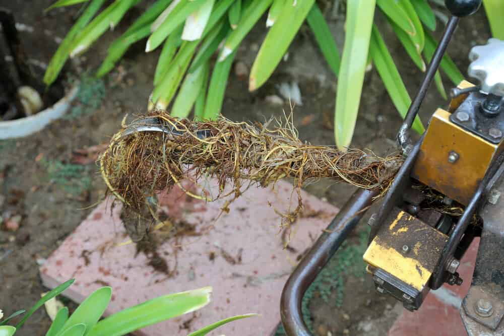 Tree roots in sewer line.