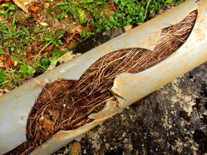 Tree roots in pipe